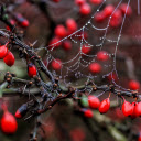 Red fruit and spider web  screen for extension Chrome web store in OffiDocs Chromium
