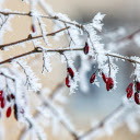 Red Fruit and White Snow  screen for extension Chrome web store in OffiDocs Chromium
