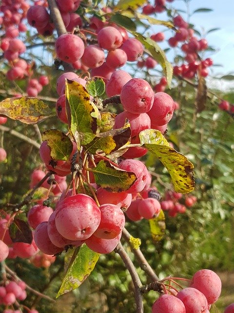 Free download Red Fruit Autumn -  free photo or picture to be edited with GIMP online image editor