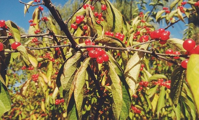 Free download Red Fruits Autumn Early -  free photo or picture to be edited with GIMP online image editor