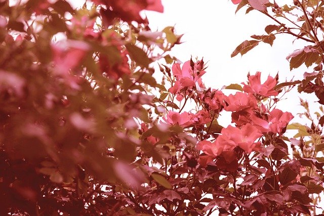 Gratis download Red Garden Roses - gratis foto of afbeelding om te bewerken met GIMP online afbeeldingseditor