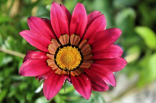 Free download Red Gazania Flower -  free photo or picture to be edited with GIMP online image editor