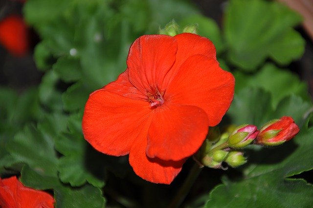 Free download Red Geranium -  free photo or picture to be edited with GIMP online image editor