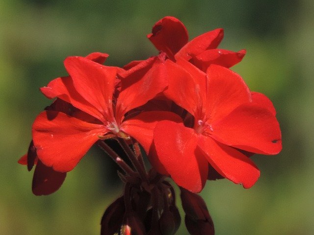 Kostenloser Download Red Geranium Blossom Color - kostenloses Foto oder Bild zur Bearbeitung mit GIMP Online-Bildbearbeitung