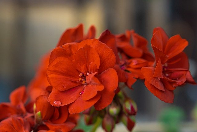 Red Geranium Plant Raindrop 무료 다운로드 - 무료 사진 또는 김프 온라인 이미지 편집기로 편집할 수 있는 사진
