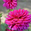 Red gerbera  screen for extension Chrome web store in OffiDocs Chromium