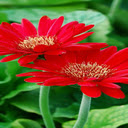 Red gerbera wallpaper  screen for extension Chrome web store in OffiDocs Chromium Red gerbera wallpaper  screen for extension Chrome web store in OffiDocs Chromium