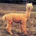 Red girls shoes by LivingLifeNaked  screen for extension Chrome web store in OffiDocs Chromium