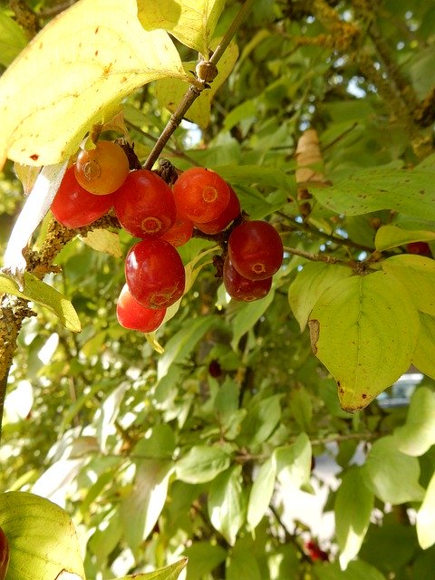 Free picture Red Green Fruits -  to be edited by GIMP free image editor by OffiDocs
