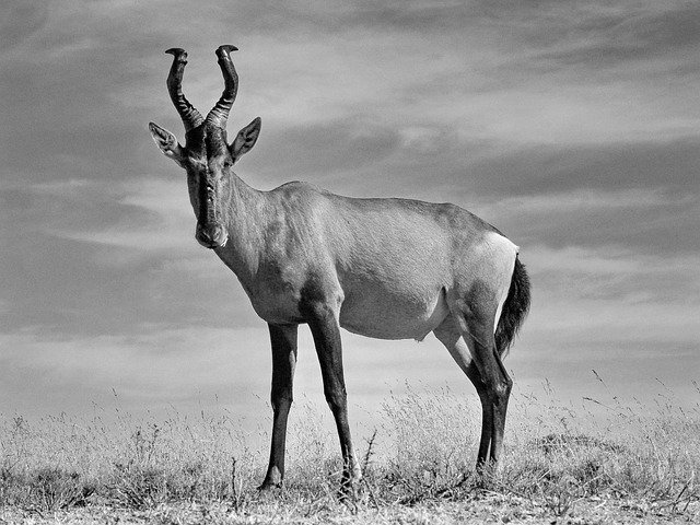 Baixe grátis Red Hartebeest Machos - foto grátis ou imagem para ser editada com o editor de imagens online GIMP