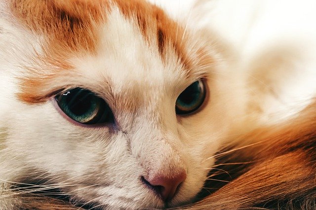 Unduh gratis Potret Kucing Berkepala Merah - foto atau gambar gratis untuk diedit dengan editor gambar online GIMP