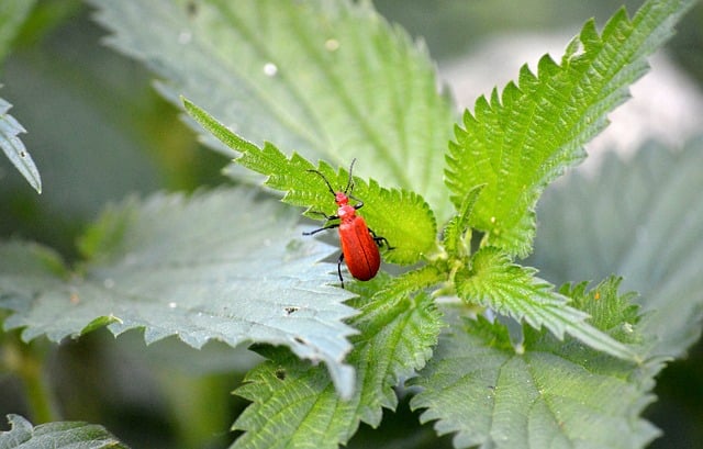 Free download red headed fire beetle beetle animal free picture to be edited with GIMP free online image editor