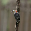 Red headed Woodpecker  screen for extension Chrome web store in OffiDocs Chromium