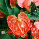 Red heart flower  screen for extension Chrome web store in OffiDocs Chromium