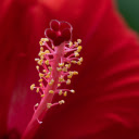 Red Hibiscus  screen for extension Chrome web store in OffiDocs Chromium