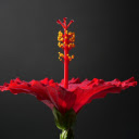 Red hibiscus flower  screen for extension Chrome web store in OffiDocs Chromium