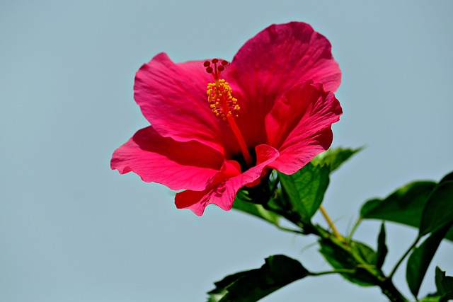 Free download red hibiscus flower hibiscus free picture to be edited with GIMP free online image editor