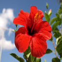 Red hibiscus flower wallpaper  screen for extension Chrome web store in OffiDocs Chromium