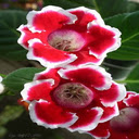 Red Hyacinth Wallpaper  screen for extension Chrome web store in OffiDocs Chromium