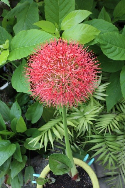 무료 다운로드 Red Hydrangea Garden Green - 무료 사진 또는 GIMP 온라인 이미지 편집기로 편집할 수 있는 사진