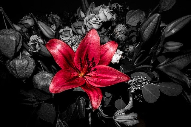 Download gratuito Red Isolated Shadow - foto o immagini gratuite da modificare con l'editor di immagini online GIMP