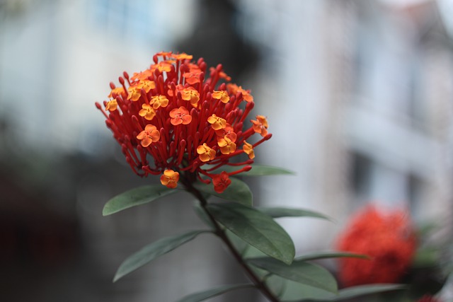 Free download red ixora mf lens ixora red free picture to be edited with GIMP free online image editor