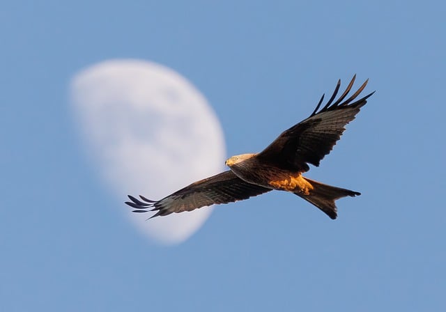 Free download red kite bird animal bird of prey free picture to be edited with GIMP free online image editor