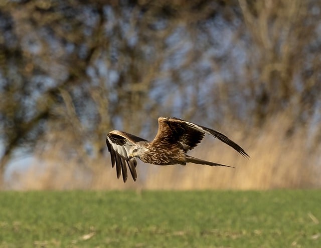 Free download red kite bird animal flying free picture to be edited with GIMP free online image editor
