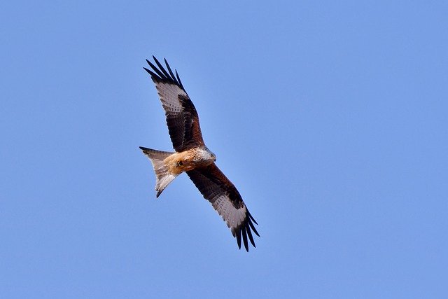 Free download Red Kite Bird Of Prey -  free photo or picture to be edited with GIMP online image editor
