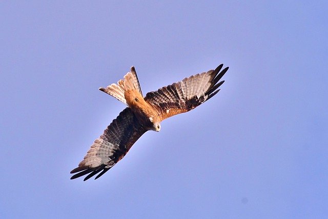 Kostenloser Download Red Kite Bird Of Prey Wings - kostenloses Foto oder Bild zur Bearbeitung mit GIMP Online-Bildbearbeitung