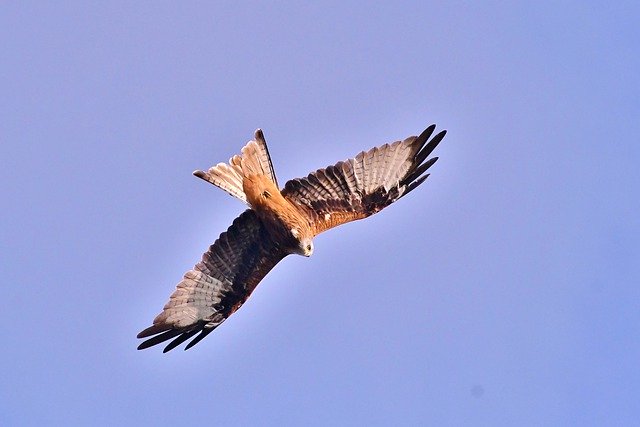 Descărcare gratuită Red Kite Bird Of Prey Wings - fotografie sau imagini gratuite pentru a fi editate cu editorul de imagini online GIMP