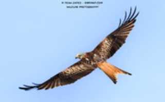 Free download REDKITE free photo or picture to be edited with GIMP online image editor