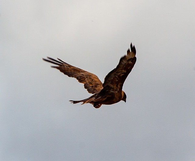 Free picture Red Kite In Flight Raptor -  to be edited by GIMP free image editor by OffiDocs
