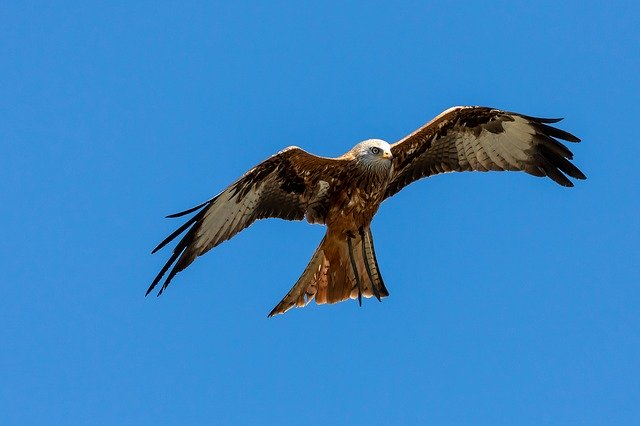 Free download Red Kite Milan Raptor -  free photo or picture to be edited with GIMP online image editor