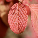 Red leaf  screen for extension Chrome web store in OffiDocs Chromium