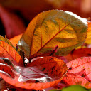 Red leaf bonsai  screen for extension Chrome web store in OffiDocs Chromium
