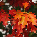 Red leaf branches  screen for extension Chrome web store in OffiDocs Chromium