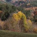 Red leaf forest  screen for extension Chrome web store in OffiDocs Chromium