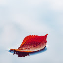 Red leaf on the water  screen for extension Chrome web store in OffiDocs Chromium