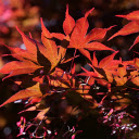 Red Leaf Tree Under The Sun  screen for extension Chrome web store in OffiDocs Chromium