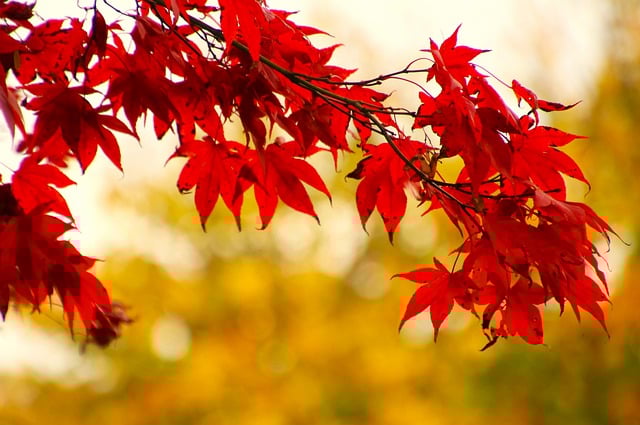 Free download red leaves autumn japanese maple free picture to be edited with GIMP free online image editor