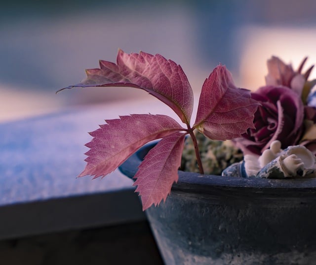 Free download red leaves autumn plant nature free picture to be edited with GIMP free online image editor