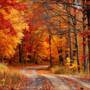red leaves in autumn forest  screen for extension Chrome web store in OffiDocs Chromium