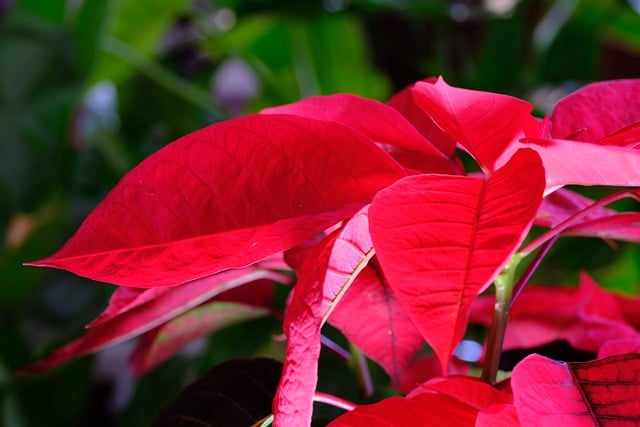Free download red leaves poinsettia foliage free picture to be edited with GIMP free online image editor