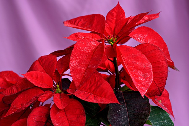 Free download red leaves poinsettia plant nature free picture to be edited with GIMP free online image editor