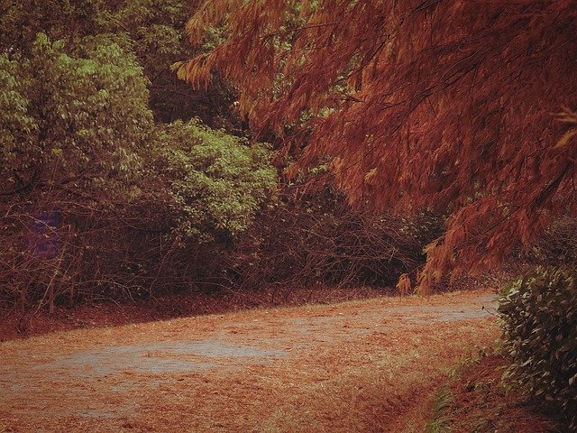 تنزيل مجاني Red Leaves Road Autumn - صورة مجانية أو صورة مجانية ليتم تحريرها باستخدام محرر الصور عبر الإنترنت GIMP