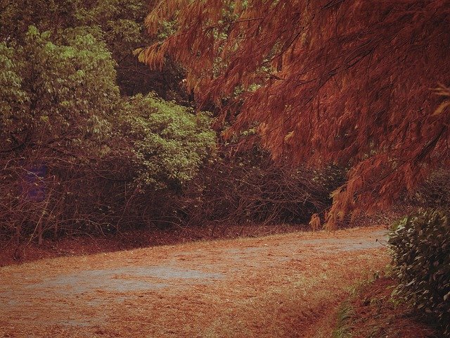 Free download Red Leaves Road Autumn -  free free photo or picture to be edited with GIMP online image editor