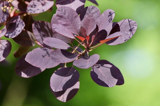 Free download red leaves wig bush branch leaves free picture to be edited with GIMP free online image editor