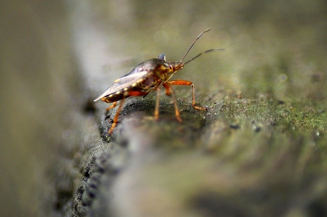Descarga gratuita Pentatoma de insectos de patas rojas: foto o imagen gratuitas para editar con el editor de imágenes en línea GIMP