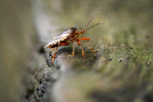 Gratis download Red Legged Tree Bug Pentatoma - gratis foto of afbeelding om te bewerken met GIMP online afbeeldingseditor